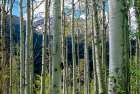 USA-Colorado Aspen trees in White River National Forest Art Print